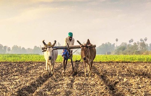 प्रति एकड़ 15 की जगह 20 क्विंटल धान की खरीदी, जानिए किसे होगा कितना फायदा