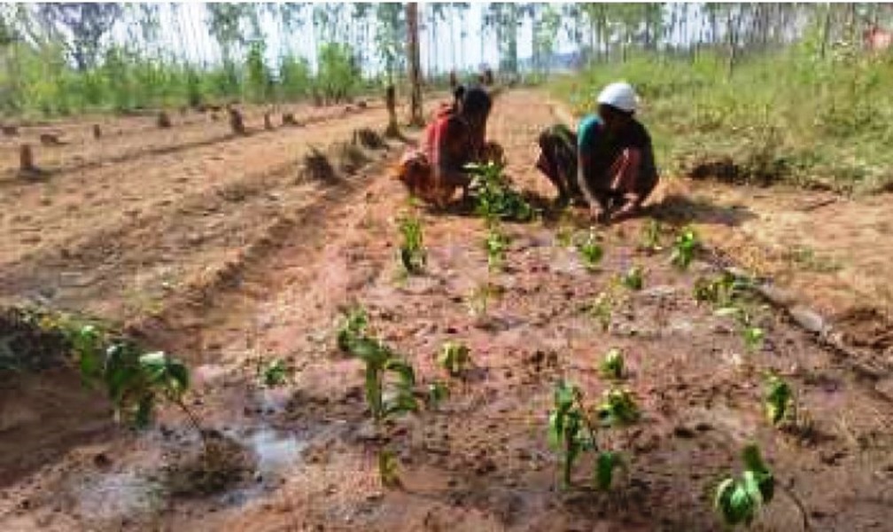  छत्तीसगढ़ के इस जिले में हो रही औषधीय पौधों की खेती, मिली नई पहचान 