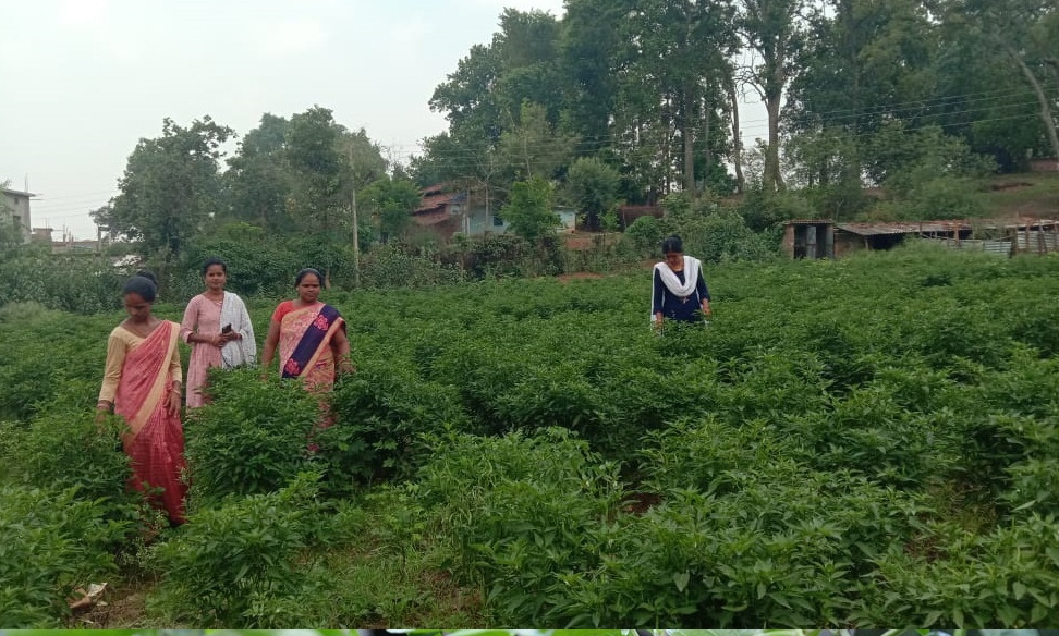 मिर्च की खेती कर स्वरोजगार की राह पर चल रही जशपुर की ग्रामीण महिलाएं