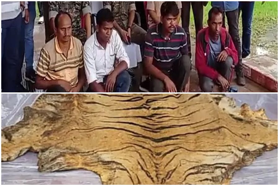 तीर मारकर बाघ का किया शिकार... खा गए मांस... बेचने निकले थे खाल, नाखून और दांत
