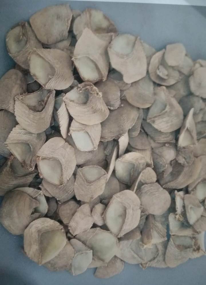 हाथी दांत तथा पेंगोलिन शल्क की तस्करी में चार आरोपियों को जेल