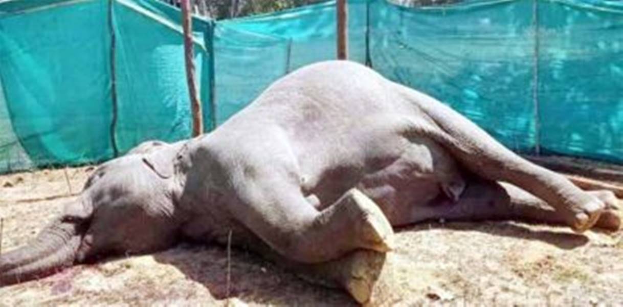 वाड्रफनगर में नर हाथी की संदिग्ध परिस्थितयों में मौत... जांच में जुटा वन विभाग का अमला