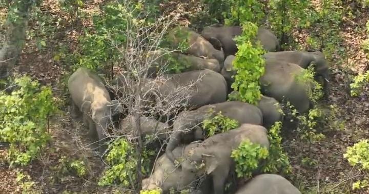 कोरबा में हाथियों का कुनबा.. दो दशक पहले थे चार अब बढ़कर हुए इतने