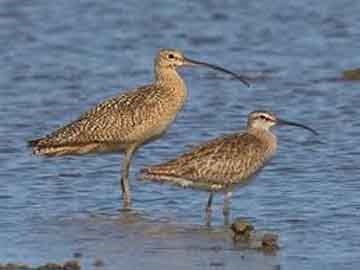 बहुत ही लम्बी दुरी तय कर व्हिंब्रेल (whimbrel) पक्षी पंहुचा छत्तीसगढ़ के खैरागढ़ में 