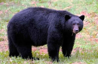 बेटी पर भालुओं ने किया हमला&hellip;  भिड़ गए पिता&hellip;  बचा ली जान, खुद गंभीर