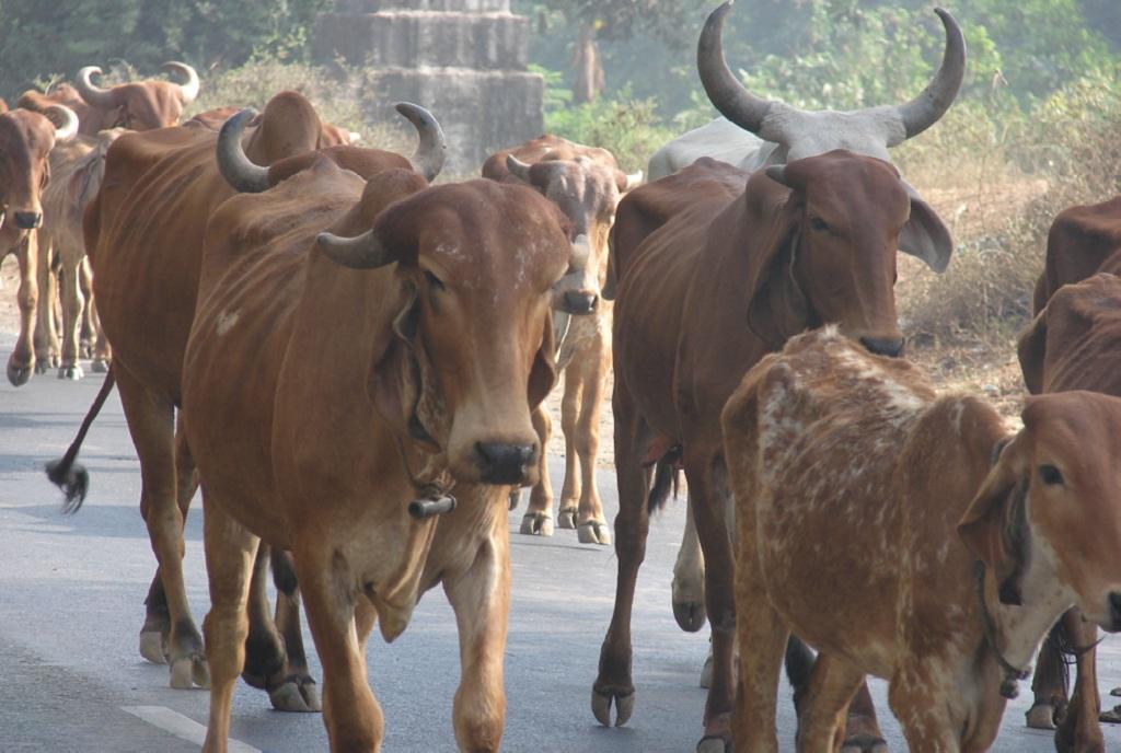 भीषण गरमी देखते हुए पशुओं के लिए जारी हुआ आदेश, तीन घंटे तक नहीं लिए जा सकेंगे ये काम