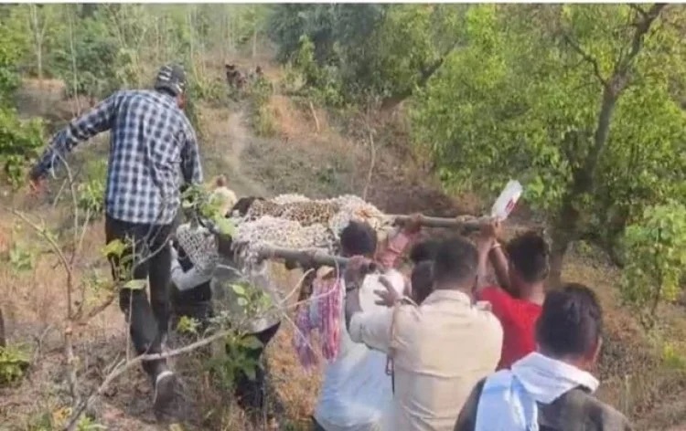 बीमार तेंदुए की इलाज के दौरान मौत, वन विभाग में मचा हड़कंप..