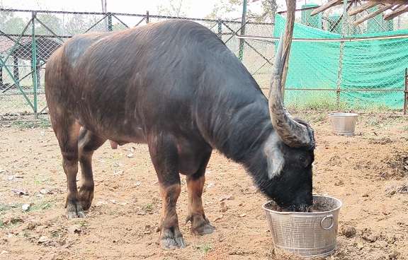  छत्तीसगढ़ में दो वन भैंसा मिलकर एक साल में खा गए 17 लाख का खाना, 6 ने मिलकर पचाया 25 लाख का पैरा-कुट्टी