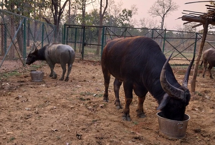 छत्तीसगढ़ में बंधक बनाए गए असम से लाए वन भैंसे पर जनहित याचिका, हाईकोर्ट ने नोटिस जारी कर शासन से मांगा जवाब
