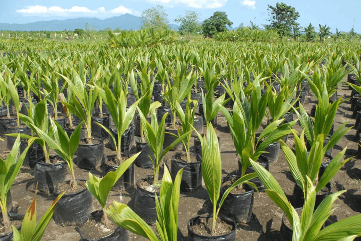 नारियलपुरम के रुप में विकसित होगा छत्तीसगढ़ का यह नक्सलगढ़