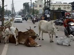 कलेक्टर ने पशुपालको से की अपील : सड़कों पर न छोड़े मवेशी