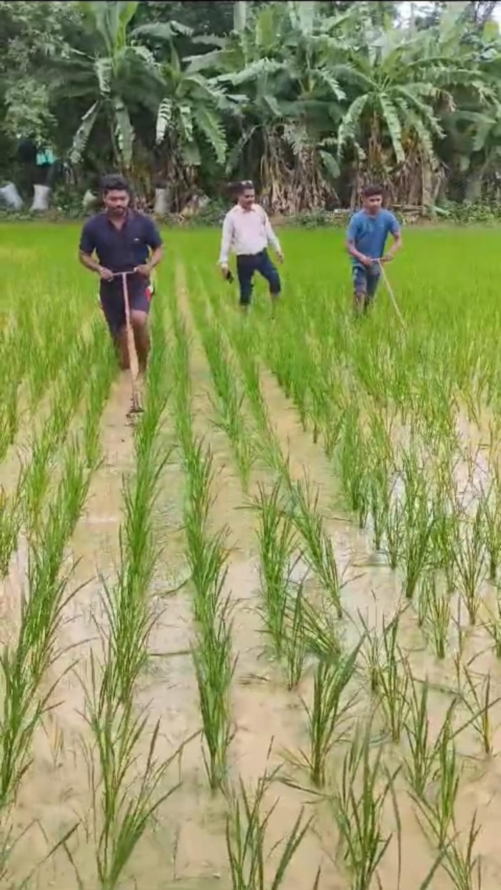 दोगुना उत्पादन और लागत में कमी के चलते किसान अपना रहे हैं श्री पद्धति