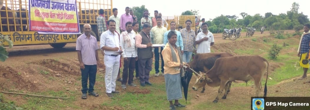 बैगा परिवारों को निःशुल्क 20 जोड़ी बैल वितरित : प्रधानमंत्री जनमन योजना