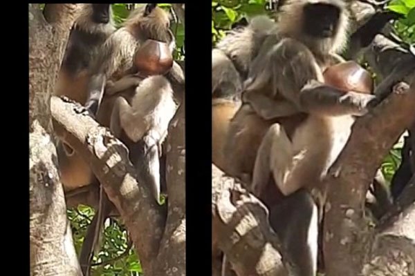 10 से ज्यादा बंदरों को मार दी गोली, वायरल वीडियो पर वन विभाग पहुंची मौके पर