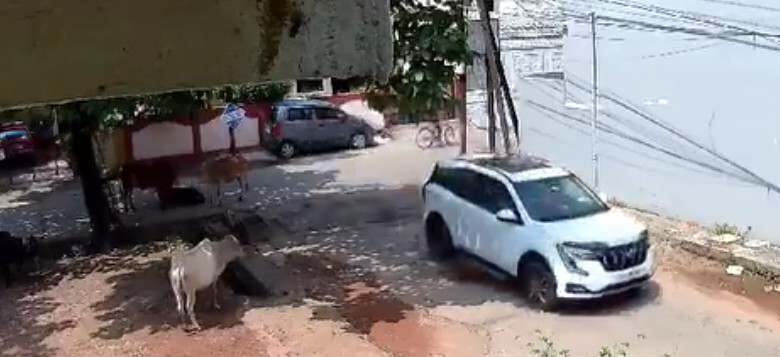 तेज रफ्तार कार ने मोड़ में गाय के बछड़े को रौंदा, CCTV में कैद हुई घटना
