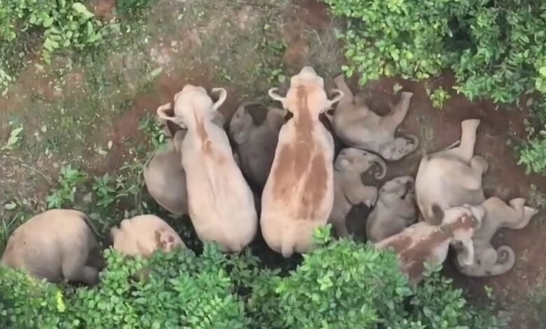 जंगल में आराम फरमाते हुए हाथियों की तस्वीरें आयी सामने