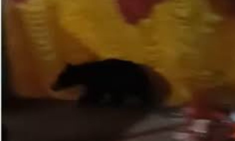 दुर्गा पंडाल में पहुंचा भालू... किसी पर नहीं किया हमला... बड़ा हादसा टला