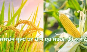 समर्थन मूल्य पर धान एवं मक्का की खरीदी के लिए : किसानों का पंजीयन 31 अक्टूबर तक