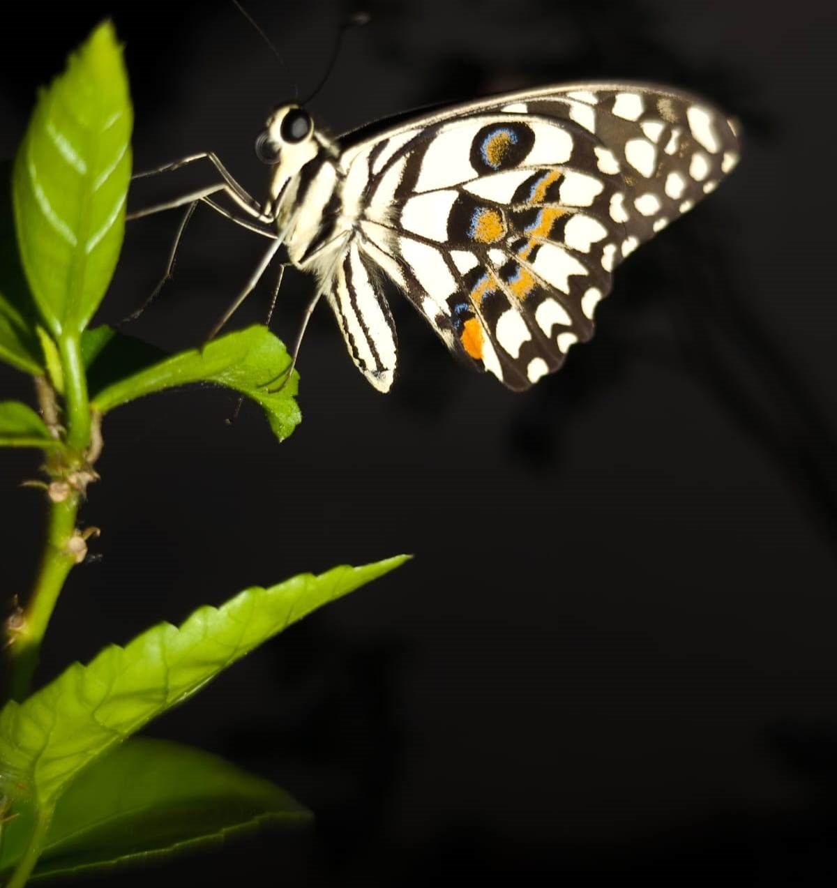 बारनवापारा अभ्यारण्य में 21 से 23 अक्टूबर को बटरफ्लाई मीट का होगा आयोजन