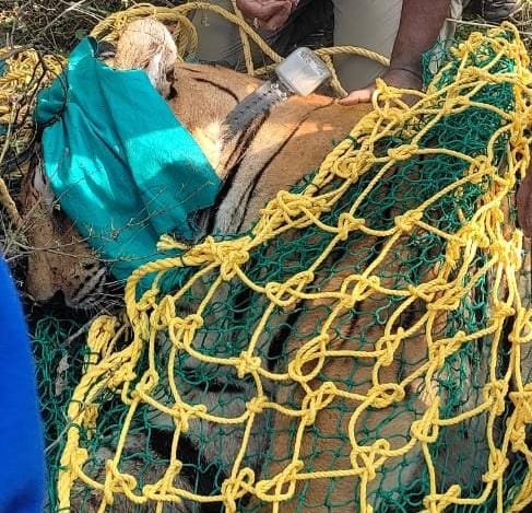 कसडोल शहर के एक किमी के दायरे में आ गया था बाघ : ट्रैक्यूलाइज कर किया गया काबू