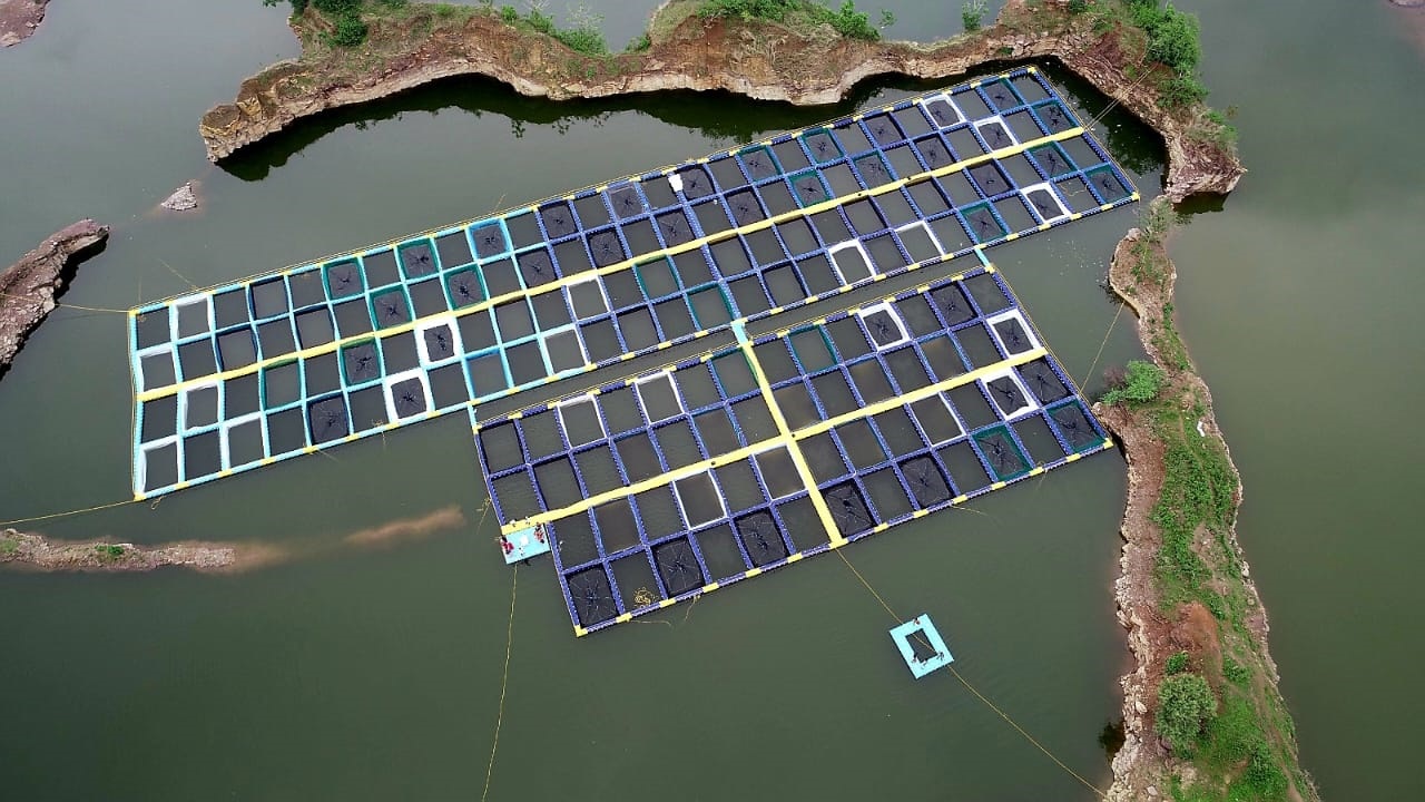 बंद खदानों में केज कल्चर तकनीक से मछली पालन : बना रोजगार और आत्मनिर्भरता का नया जरिया