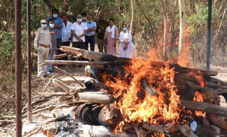 कानन पेण्डारी जू के शेर &lsquo;भीम&rsquo; का निधन.... किया गया विधिवत अंतिम संस्कार