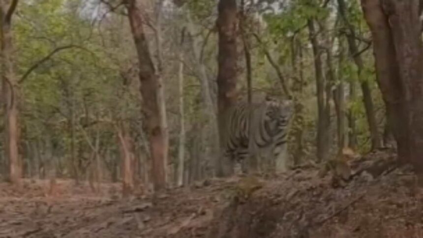 सूरजपुर जिले के चंपाजोर जंगल में दिखा बाघ... राहगीरों ने बनाया वीडियो, प्रशासन सतर्क