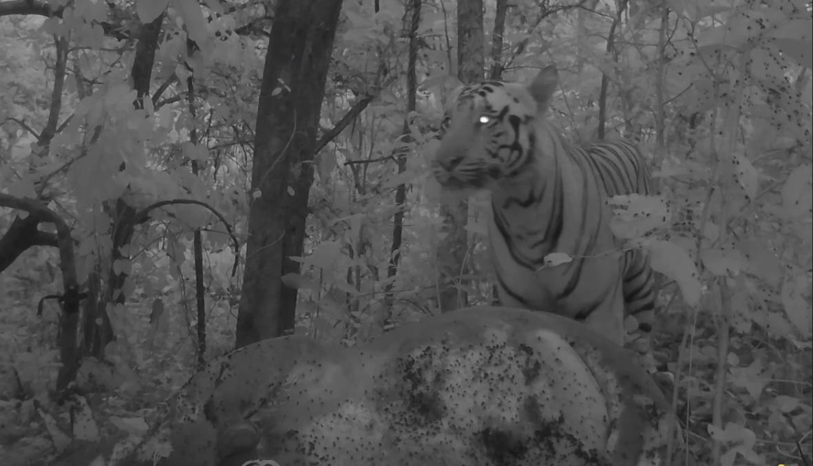 छत्तीसगढ़ः ट्रैप कैमरे में कैद हुई जंगल के राजा की वीडियो