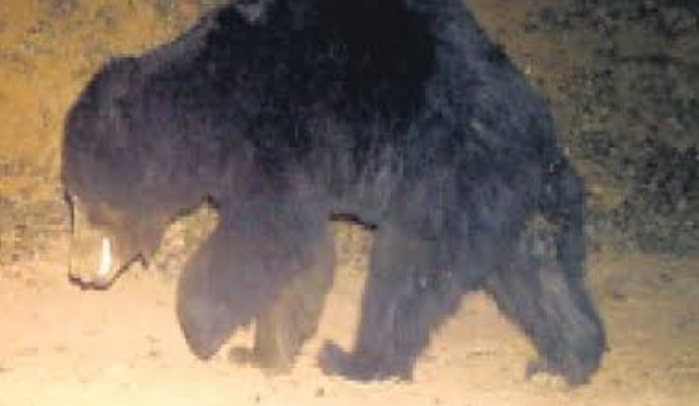 बिलासपुर जिले के ग्राम जाली में भालू की दस्तक...  ग्रामीणों में मचा हड़कंप