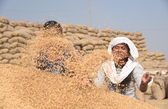 केंद्र सरकार का बड़ा निर्णय.. धान खरीदी का अनुमान 70 से बढ़ाकर 78 लाख मीट्रिक टन
