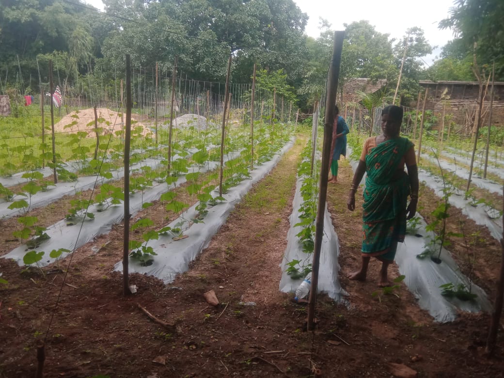 बस्तर में 'बिहान' से लखपति दीदी बनने की ओर अग्रसर महिलाएं