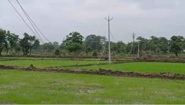 खेतों में झूलते बिजली के तार से किसान परेशान