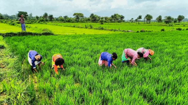 धान खरीदी में बड़ा बदलाव: अब किसानों को सीधे बैंक खाते में मिलेगा भुगतान