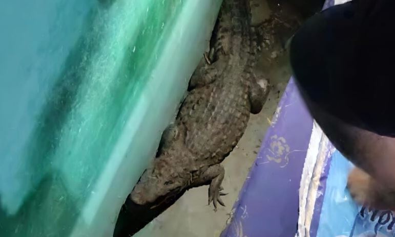 बिस्तर के नीचे छुपकर बैठा था मगरमच्छ, मचा हड़कंप