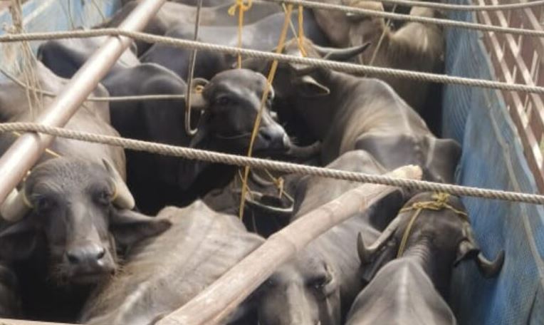 गौवंश तस्करी का पर्दाफाश : 19 मवेशियों के साथ 4 आरोपी गिरफ्तार, ट्रक जप्त