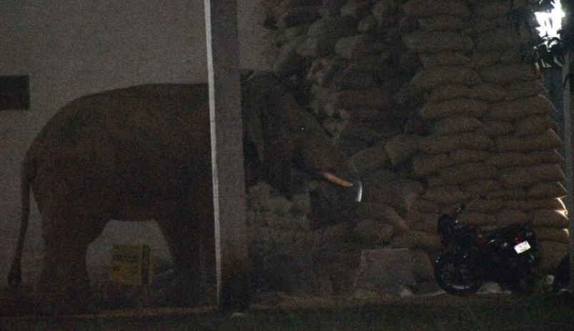 गेट तोड़कर राइस मिल में घुसा &lsquo;दंतैल हाथी&rsquo;, मची अफरा-तफरी 