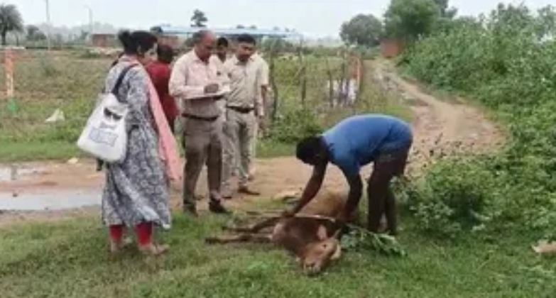 गौठान में भूख-प्यास से पांच मवेशियों की मौत