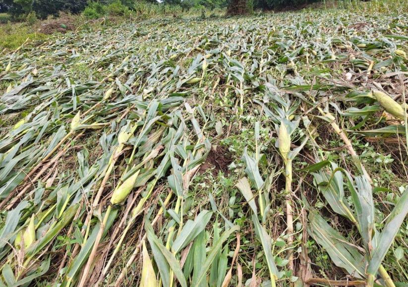 बाढ़ से लाखों की मक्का फसल बर्बाद, अब किसानों को सता रही कर्ज चुकाने की चिंता, प्रशासन से की मुआवजे की मांग