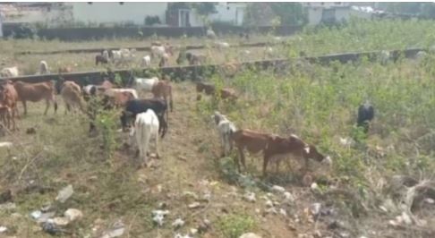 बाराद्वार गौठान मे बड़ा खुलासा: 200 गौ वंशों की मौत का मामला सामने आया, बीमारी और चारा की कमी बनी वजह