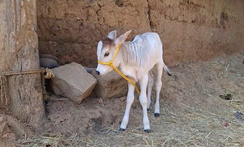 छत्तीसगढ़ में पहली बार जन्मी पुंगनूर नस्ल की मादा बछिया, मिली ऐतिहासिक उपलब्धि