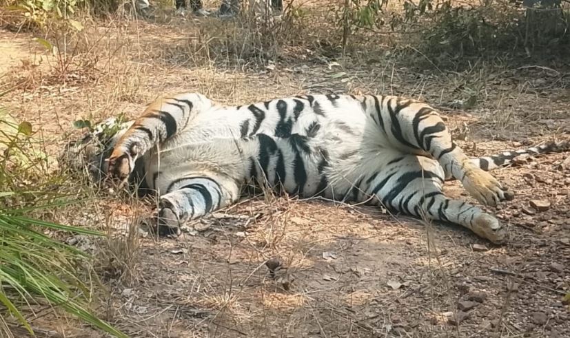 संदिग्ध परिस्थिति में मिला बाघ का शव, शिकारी हमले की आशंका&hellip;