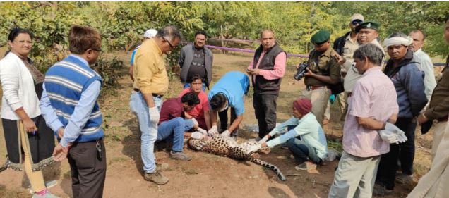 झाड़-फूंक के नाम पर मादा तेंदुए की हत्या, 7 आरोपी गिरफ्तार