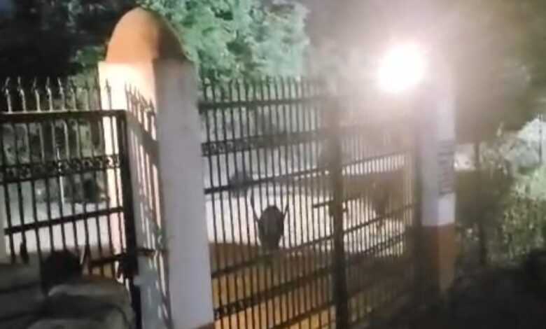 जंगल से भटककर रहवासी इलाकों में पहुंचे भालू, वन विभाग अलर्ट