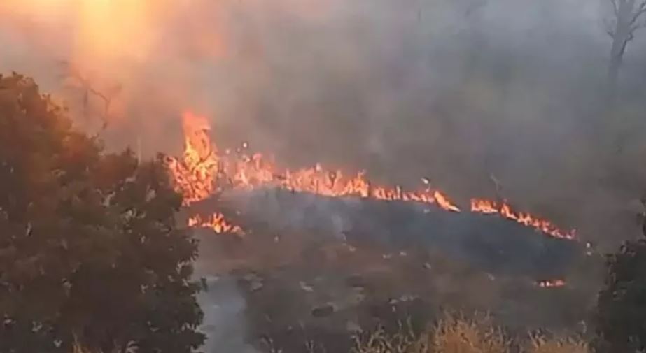 धमतरी में पहाड़ी इलाके में लगी आग, वन विभाग की टीम पहुंची