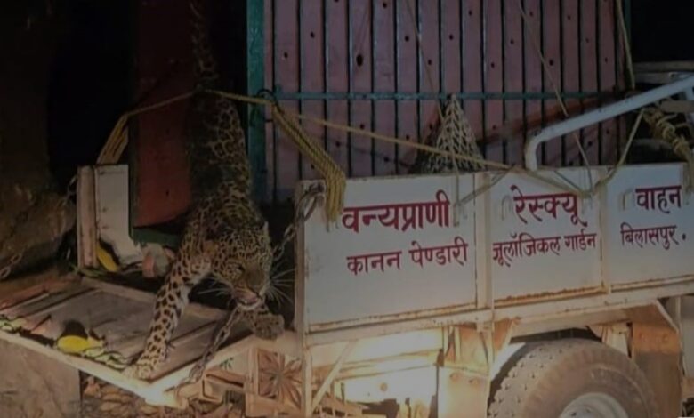 सूअर के लिए बिछाया था जाल&hellip; फंदे में फंसा तेंदुआ, शिकारी गिरफ्तार