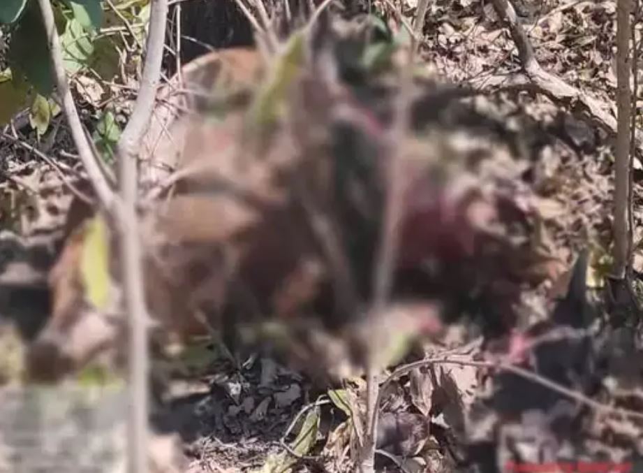 बाघिन के हमले से मवेशी की मौत, वन विभाग का अमला अलर्ट