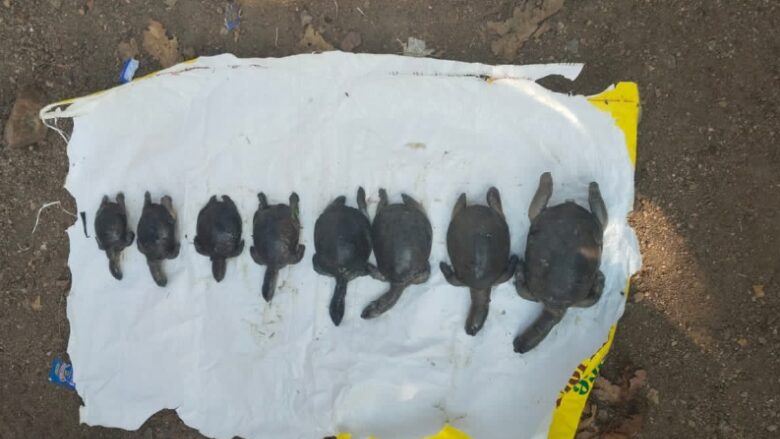 धार्मिक नगरी रतनपुर में 6 दिन में 10 कछुओं की मौत, वन विभाग की कार्यशैली पर उठे सवाल&hellip;!