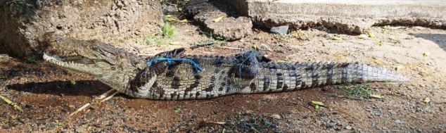 तालाब में मछली पकड़ने के दौरान जाल में फसा विशालकाय मगरमच्छ, वन विभाग ने रेस्क्यू कर जंगल सफारी में छोड़ा