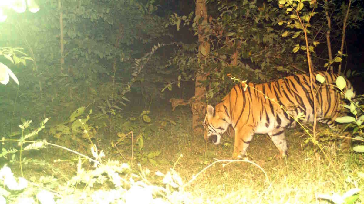 बाघ की दहाड़ से थर्राया मानपुर का जंगल, इंसान सहित कई मवेशियों को बना चुका है निवाला
