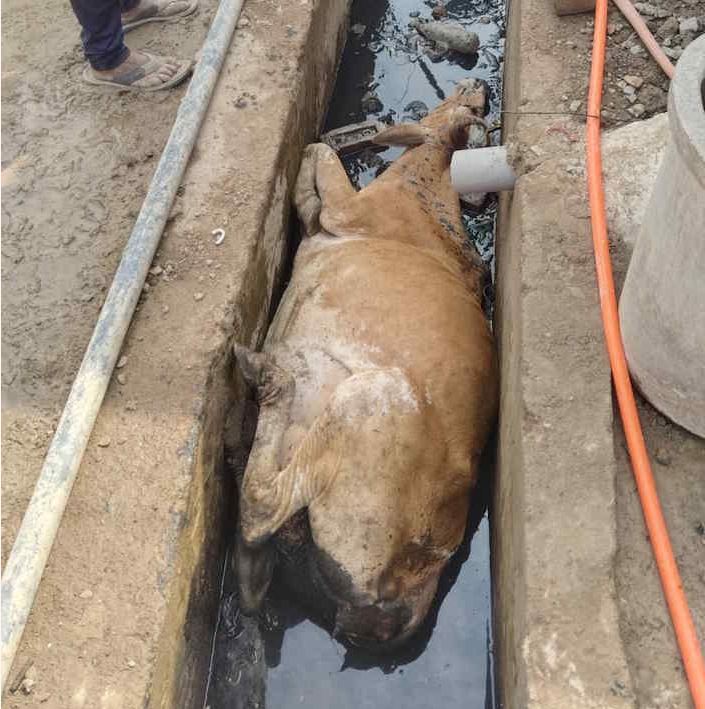 खुली नालियां दे रही हादसों को न्योता, इंसानों के साथ जानवरों के लिए भी साबित हो रही जानलेवा&hellip;